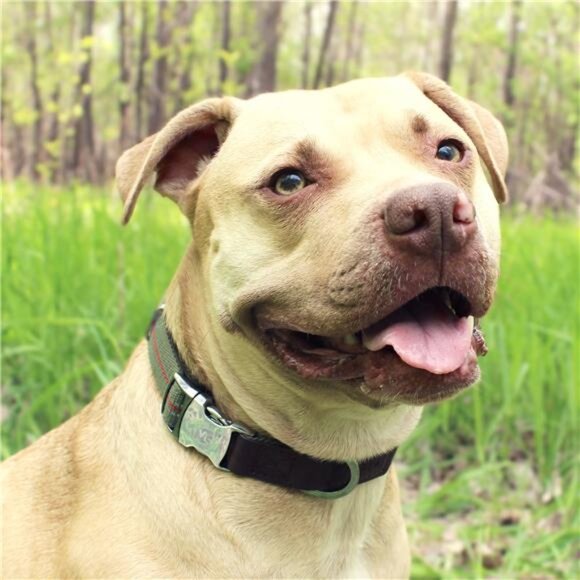 Comfort Premium Reflective Dog Collar, Metal Buckle, Olive Green, - Picture 2 of 5